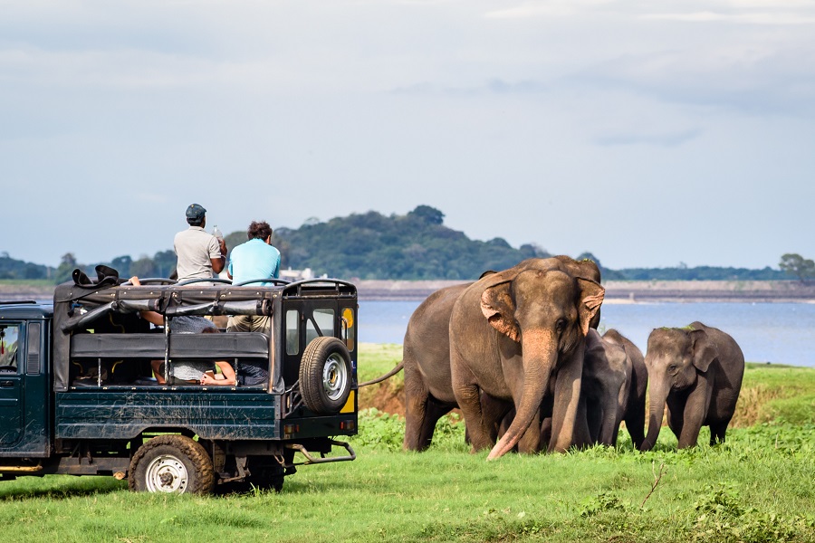 Où voir les animaux au Sri Lanka les meilleurs safaris animaliers