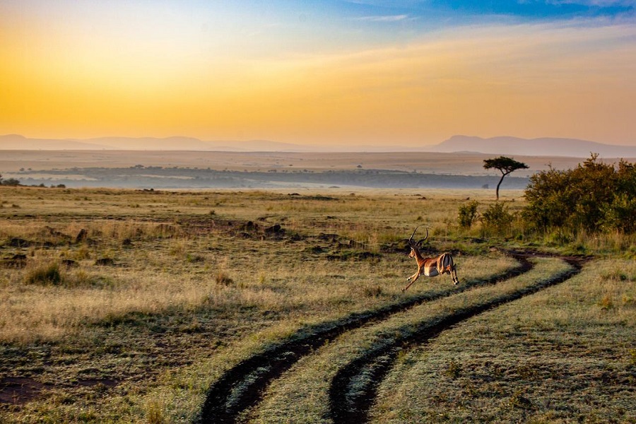 Partir au Kenya pour réaliser un safari mémorable