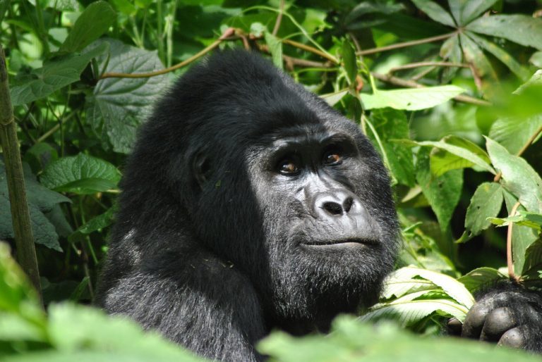 Rencontrer les gorilles des montagnes en Ouganda