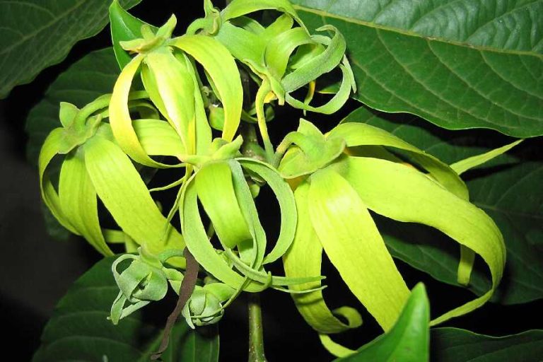 Les coulisses des plantations d’ylang-ylang sur l’île de Nosy Be
